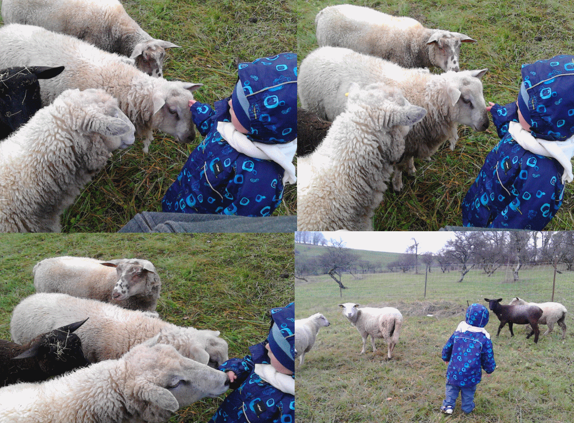 Ensemble De 18 Moutons Et Animaux De Ferme Peints à L'Échelle HO (1/87) - Neuf